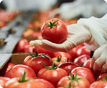 Imagen de exhibición de tomates